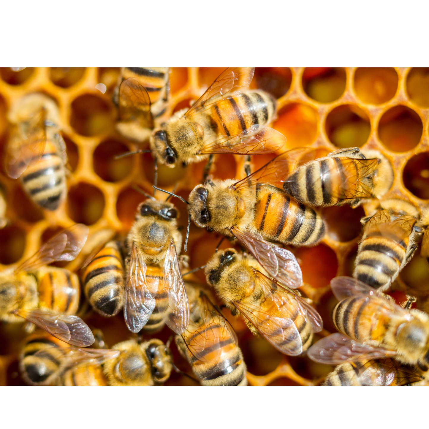 Honey