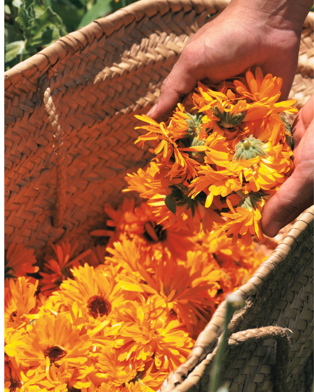 The Hedgerow Healers Balm Offering