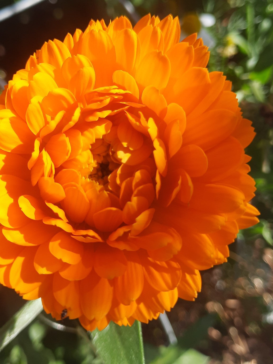 The Hedgerow Healers Balm Offering