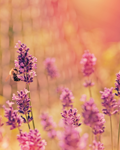 Wildflower Honey - Sacred Honeybee Offering