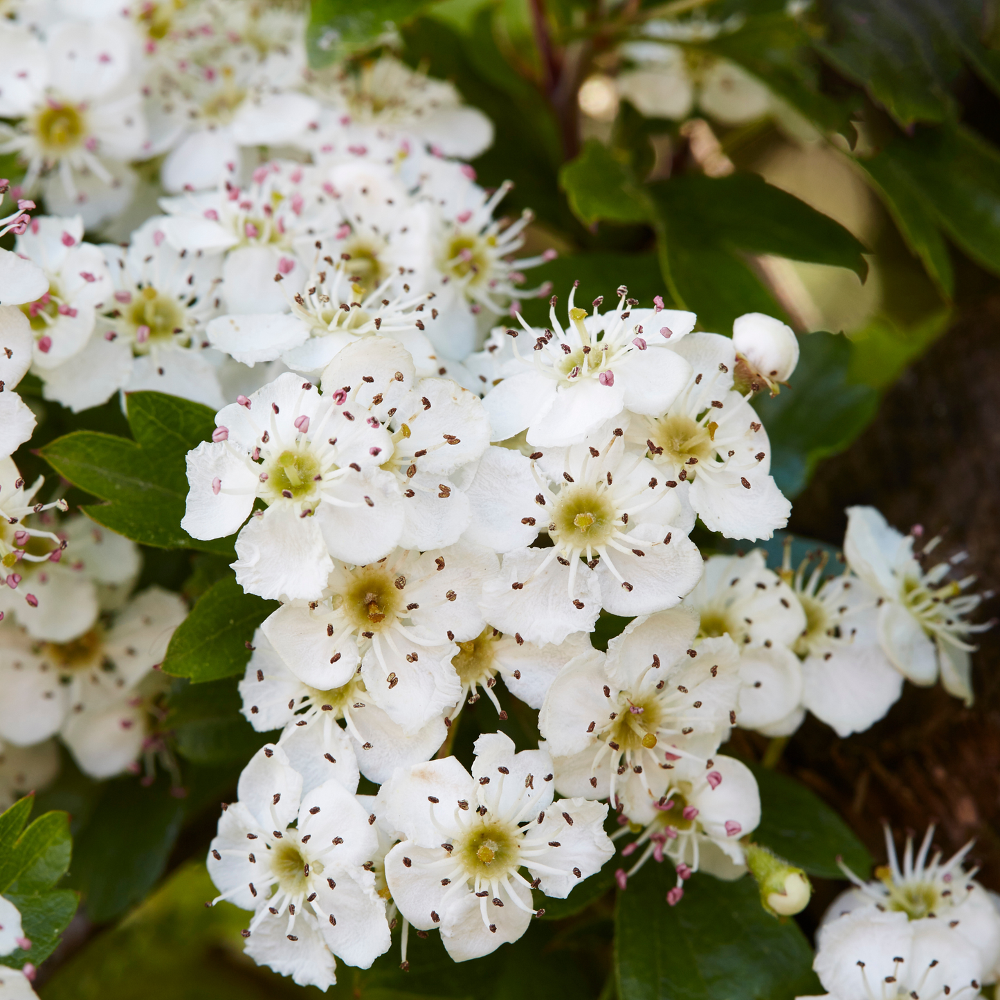 The Hedgerow Healers Tincture