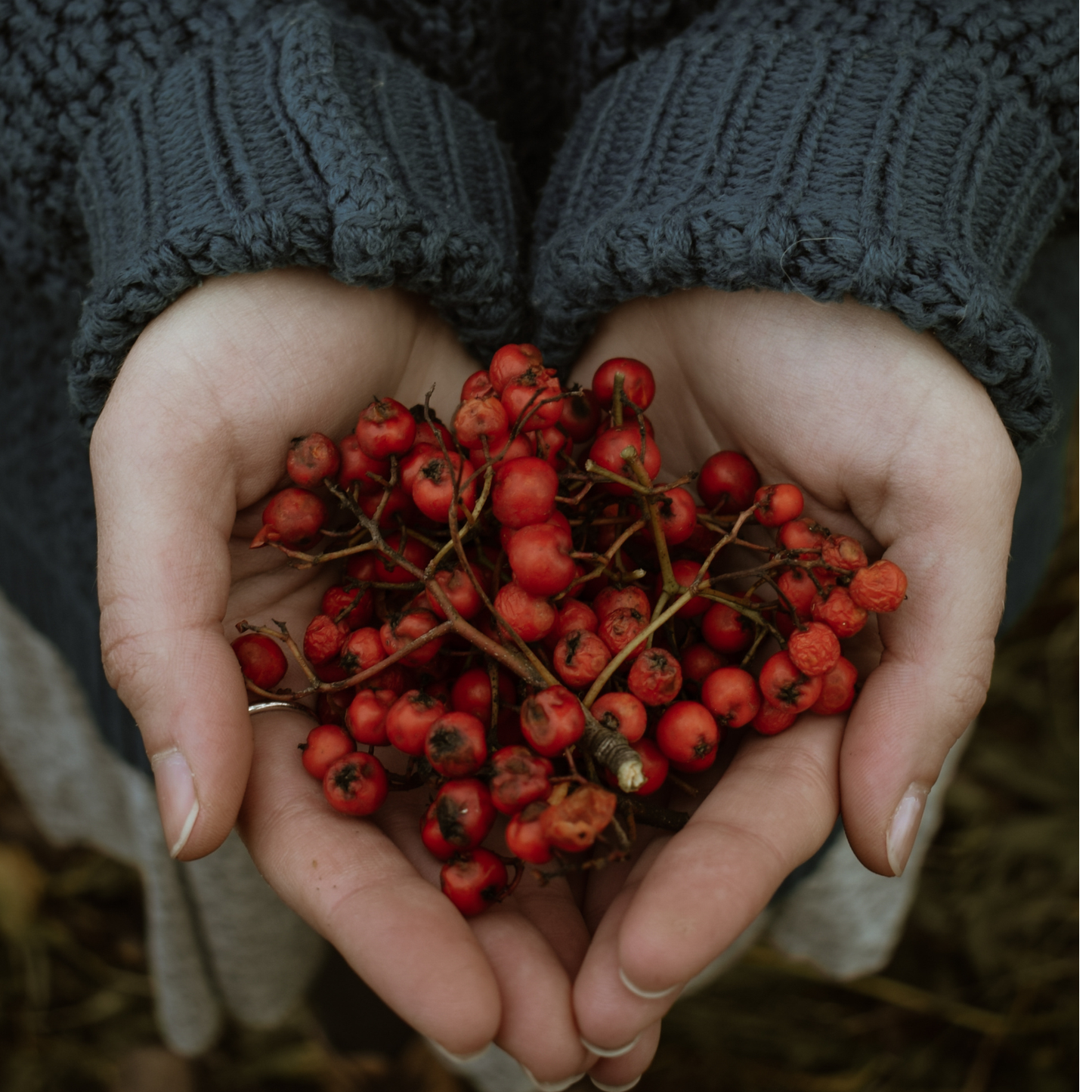The Hedgerow Healers Herbal Tea