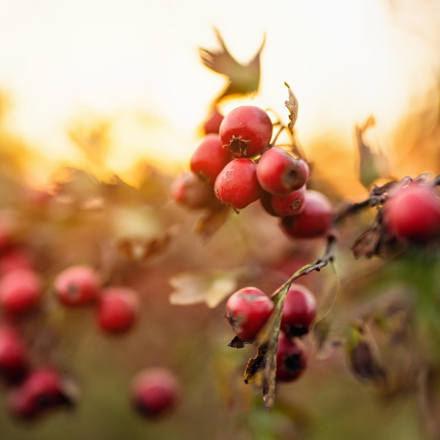 The Hedgerow Healers Tincture