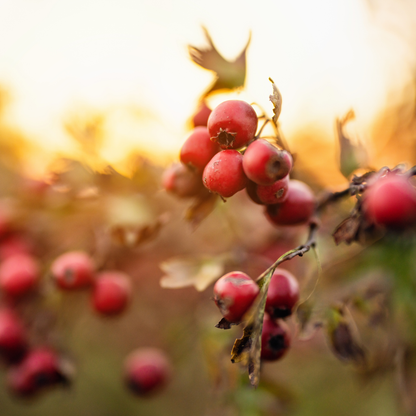The Hedgerow Healers Tincture