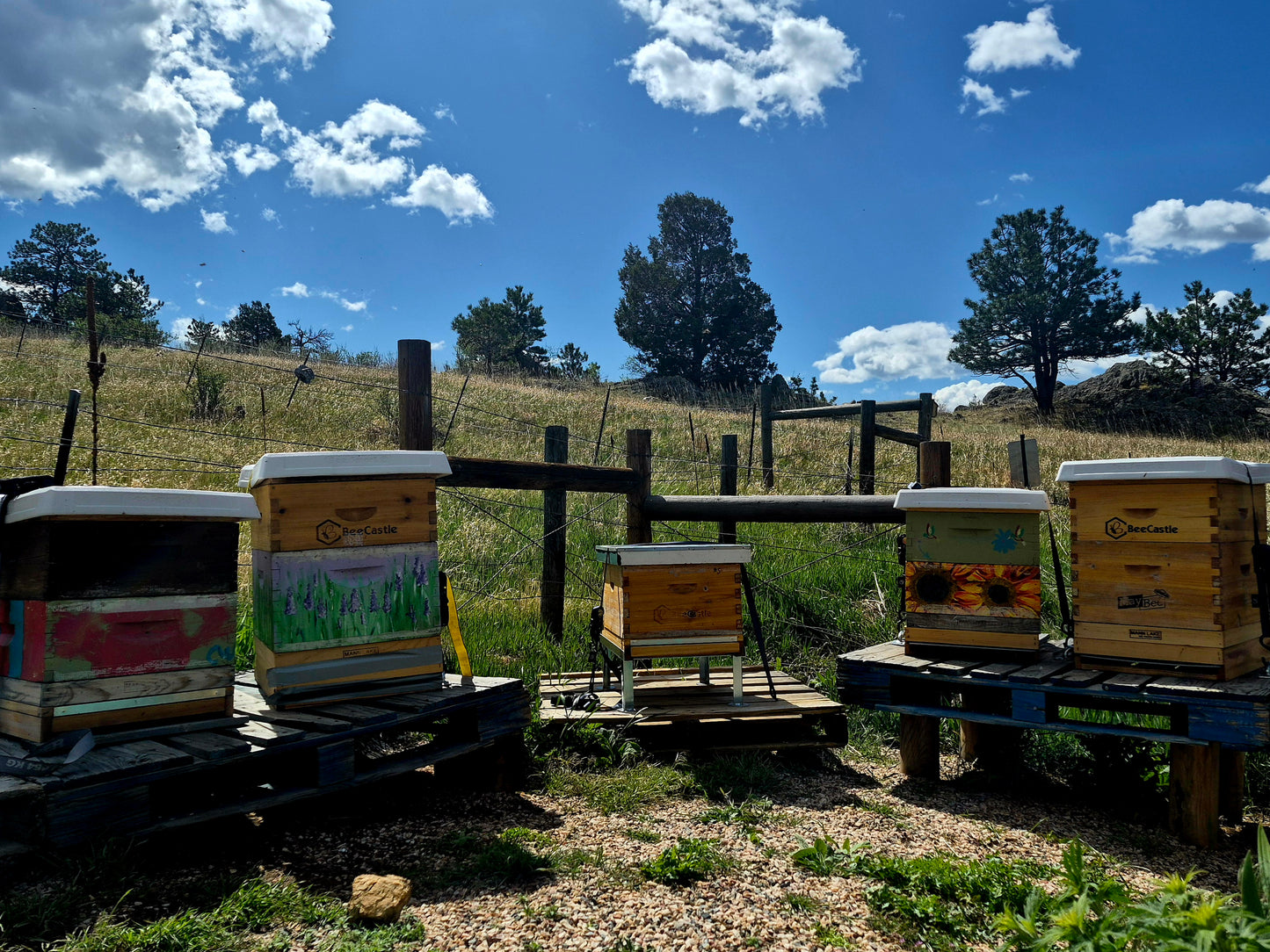 Wildflower Honey - Sacred Honeybee Offering