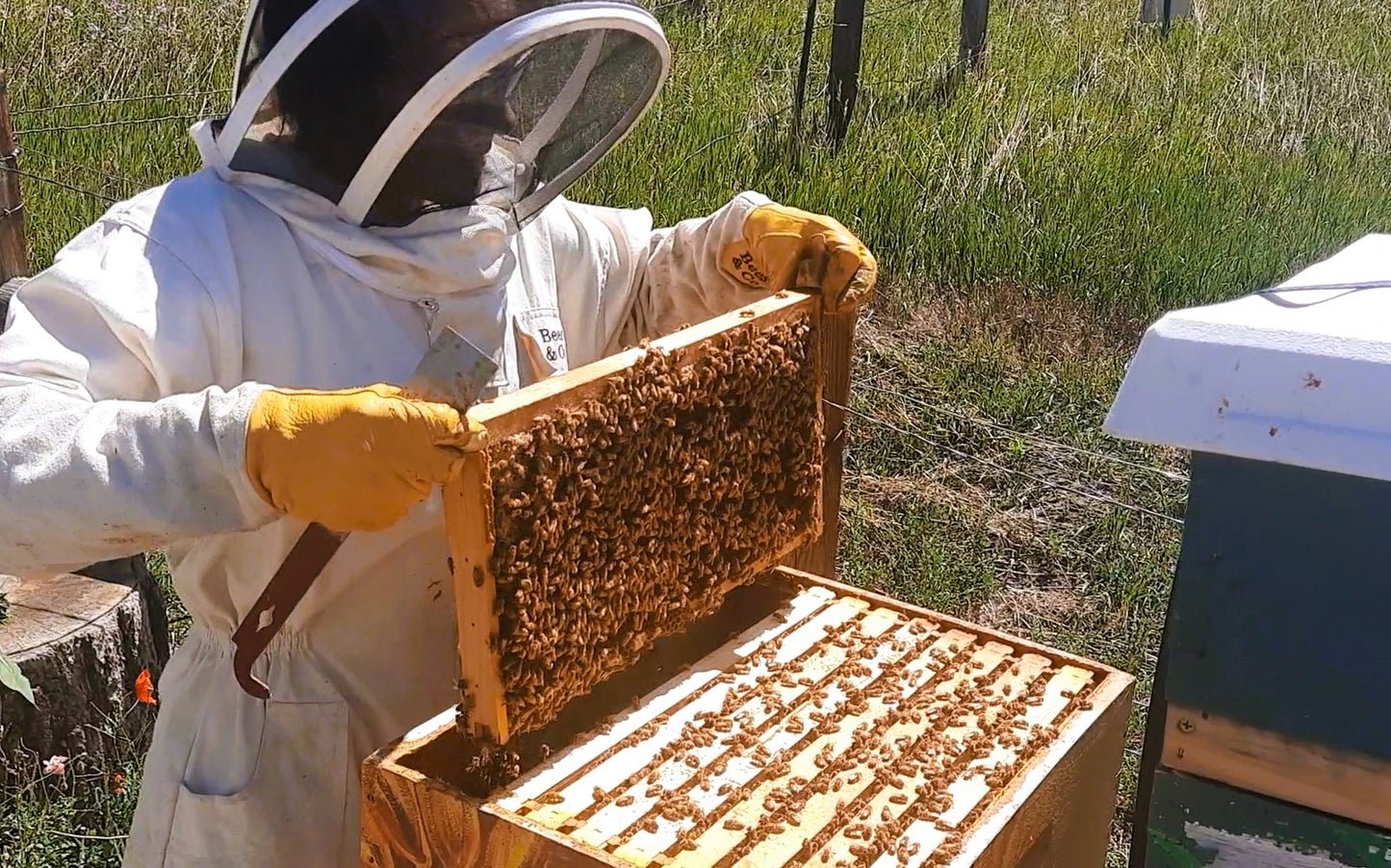 Wildflower Honey - Sacred Honeybee Offering