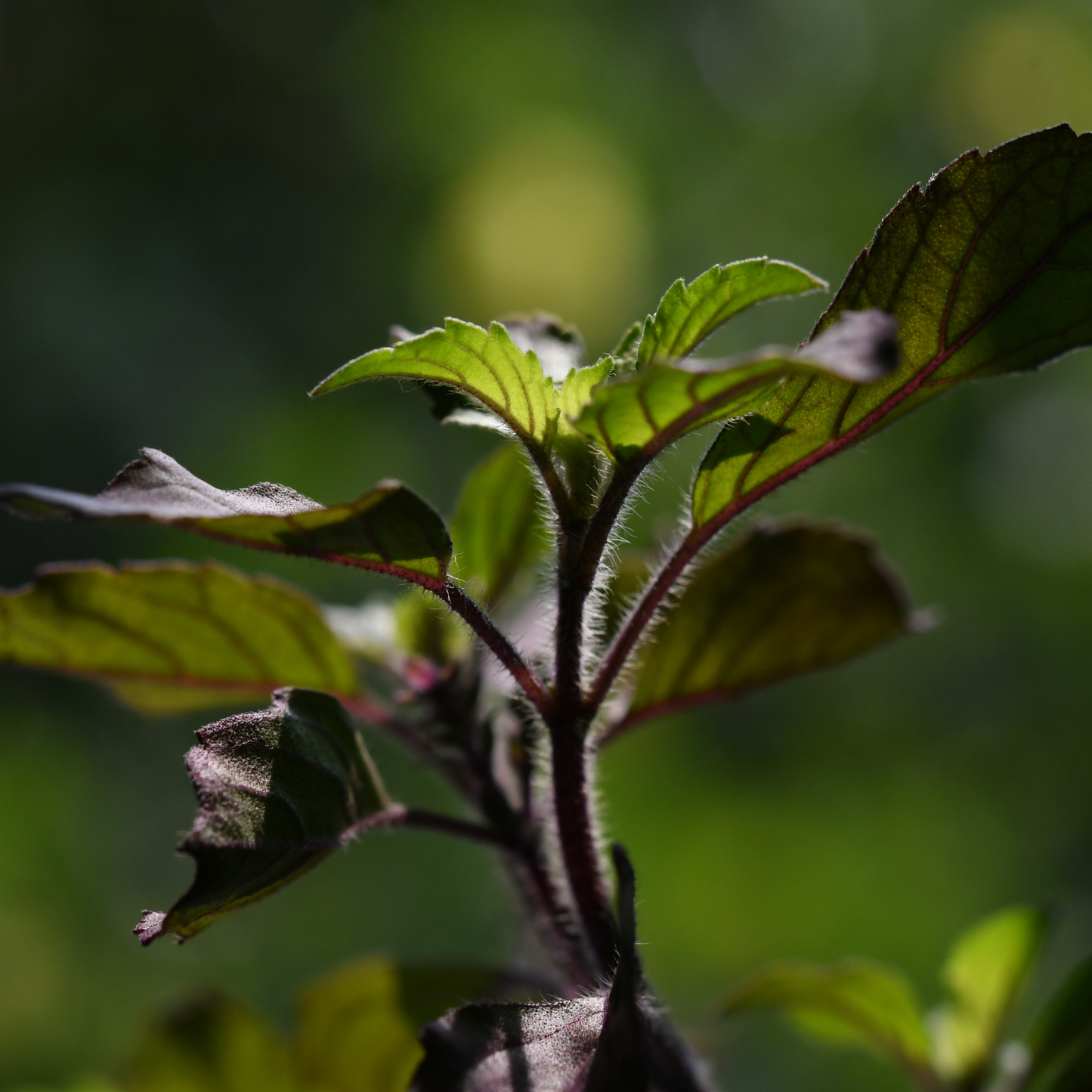 The Hedgerow Healers Honey
