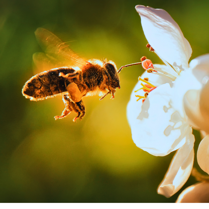 Wildflower Honey - Sacred Honeybee Offering
