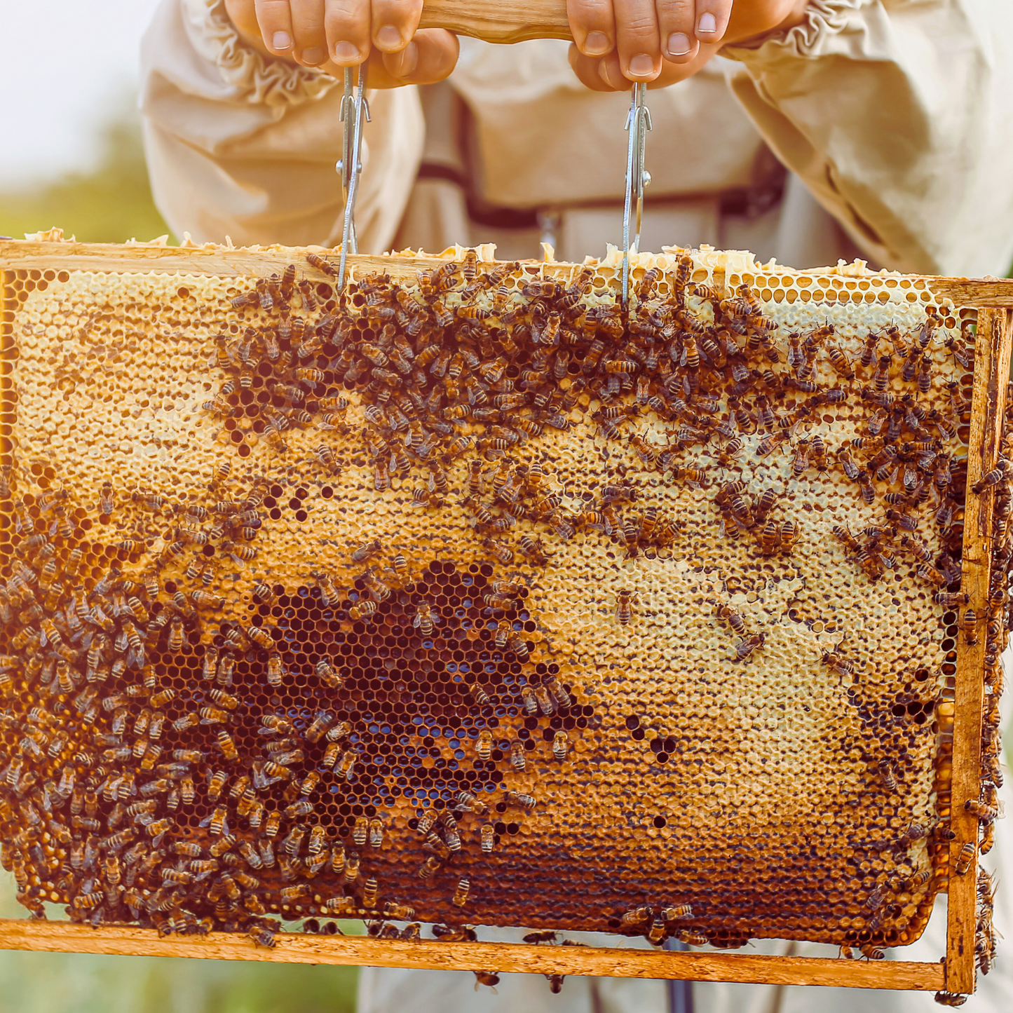 Wildflower Honey - Sacred Honeybee Offering